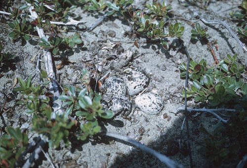 Sandpiper eggs from camp trip to Long Beach, 1960. Photographer Myra Kelsey. 