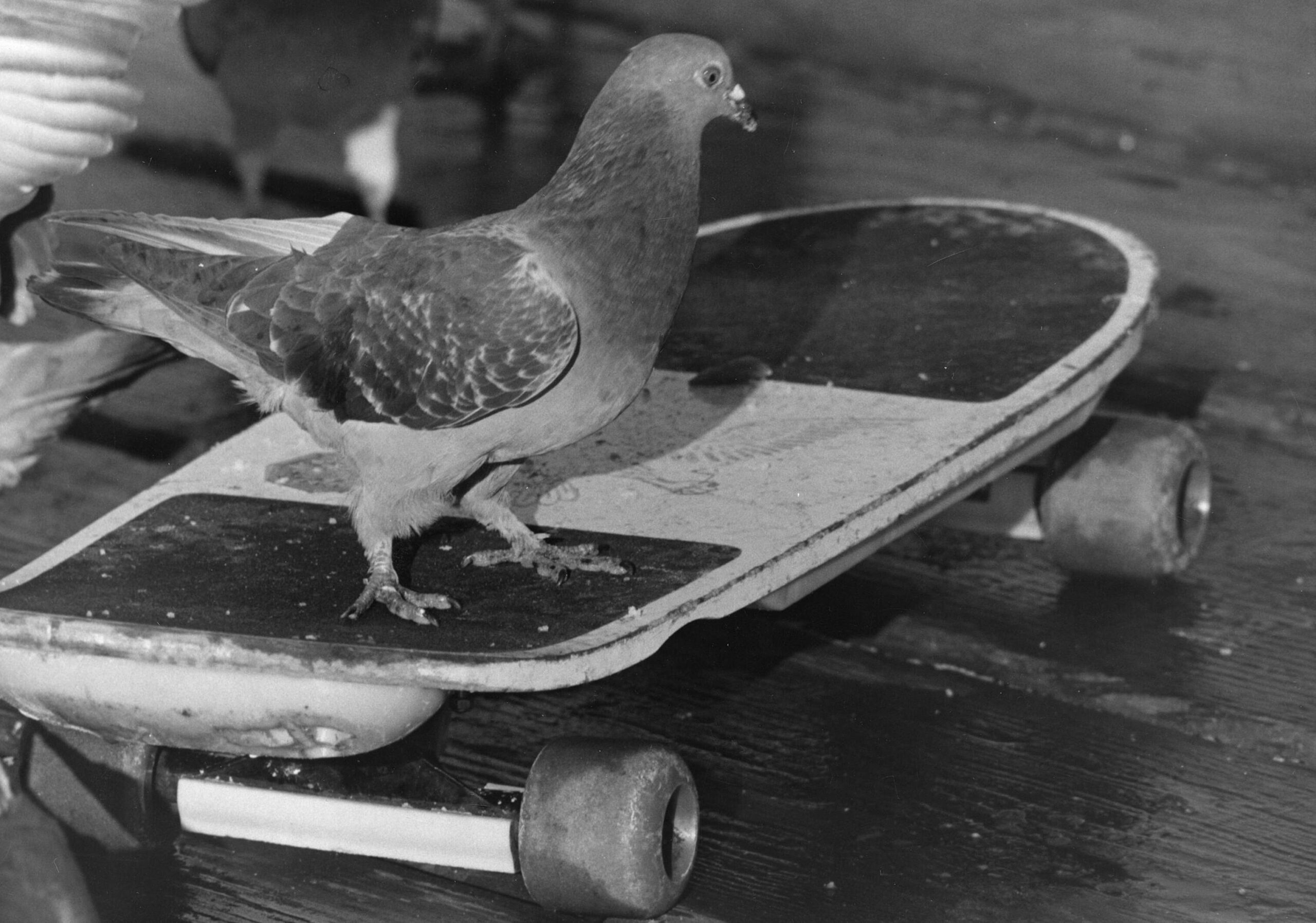 Pigeon on skateboard, 1988. Reference code: AM1528-S1-F006-: 2008-127.00179