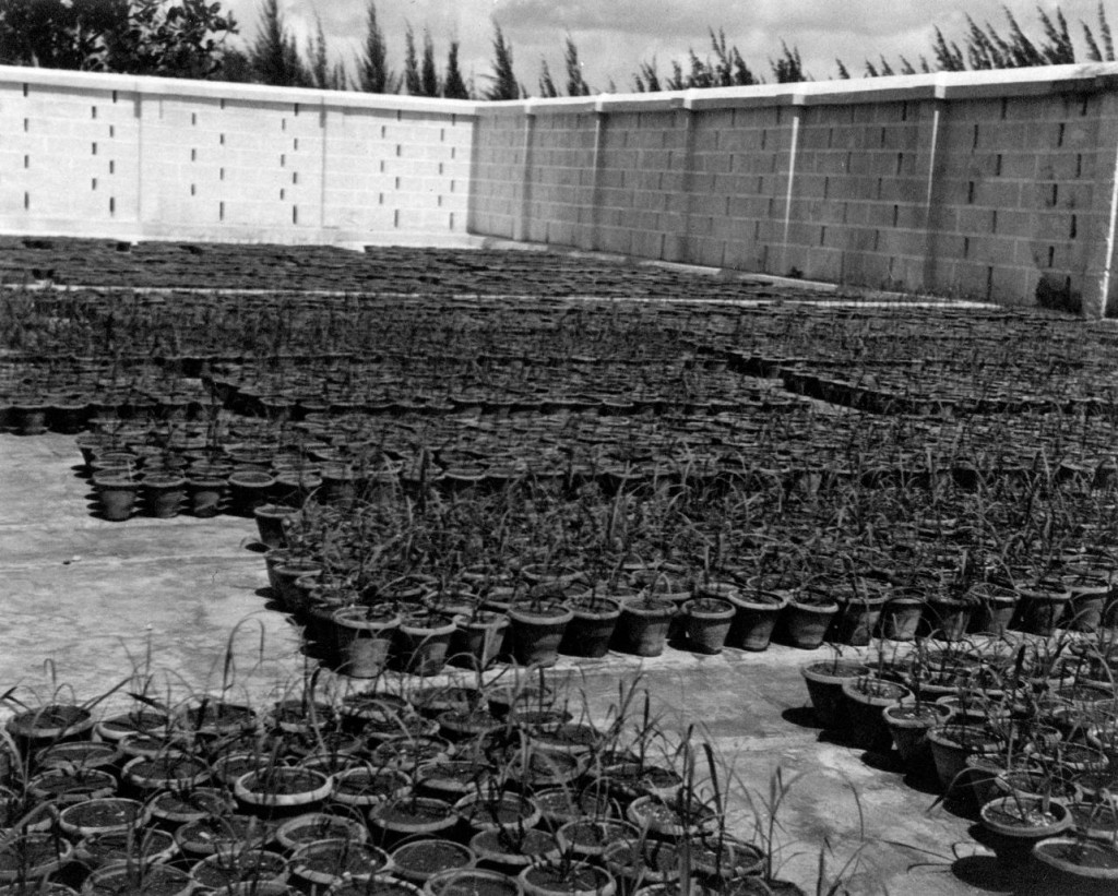 Pots of sugarcane seedlings near the Ozama Sugar Factory in Cuidad Trujillo, Dominican Republic. Reference code: 2011-092.4434