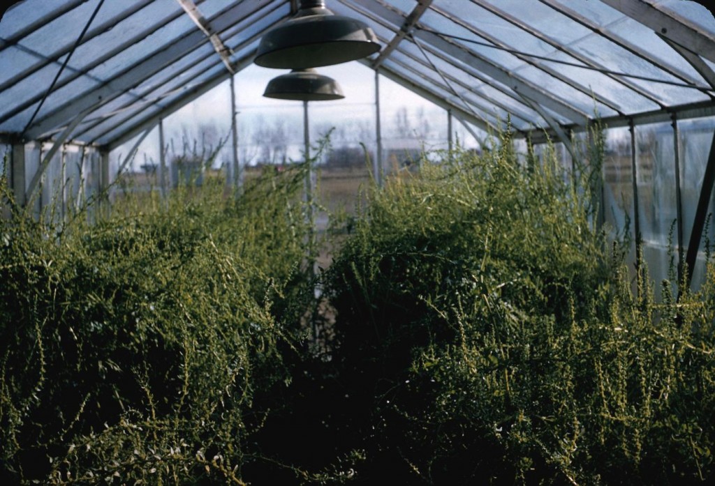 Interior of Ladner B.C. greenhouse; experiments in making monogerm beet seeds. 1958. Reference code: 2011-092.0697.