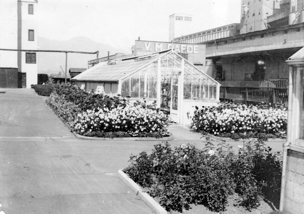 The old greenhouse at BC Sugar ca. 1930s. Reference code: 2011-092.3082.1.