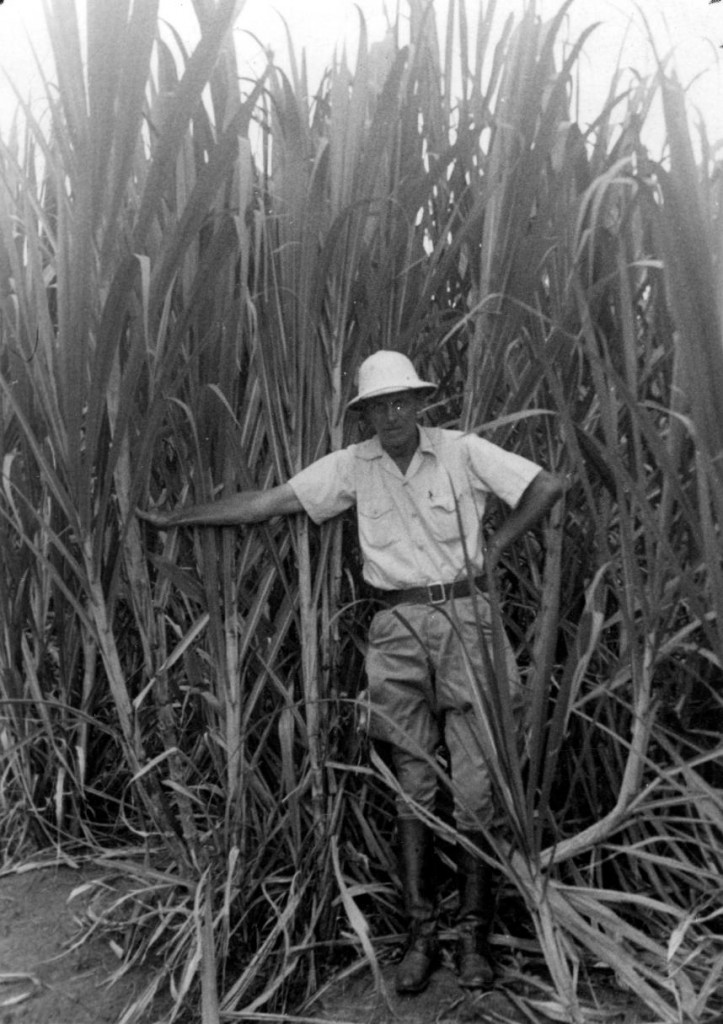 Dr. Frank Peto in a sugarcane field in the Dominican Republic at the BC Sugar-owned Ozama Sugar Refining Company, ca.1945. Reference code: 2011-092.4388