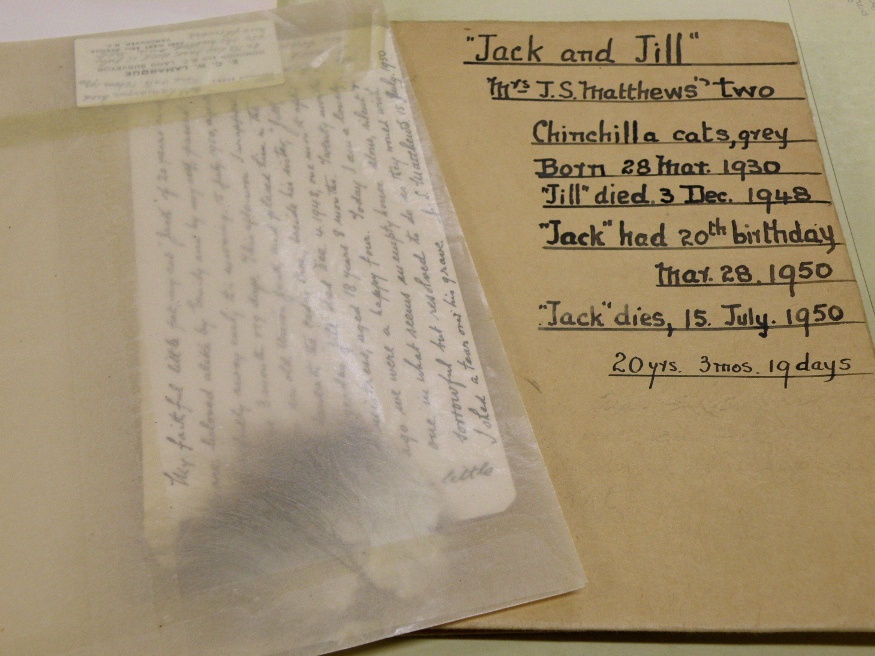 My favorite record in the archives - a tuft of Jack’s hair. Jack was one of Major Matthews’ beloved cats. Photograph by Mel Leverich.