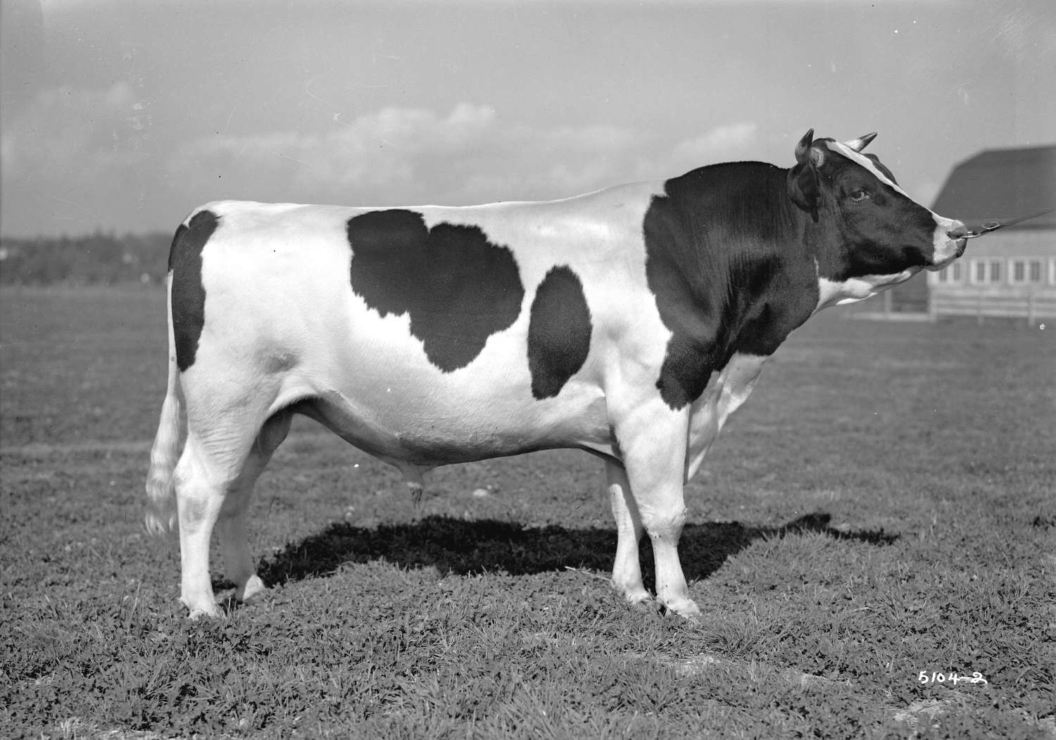 Bull standing in a field