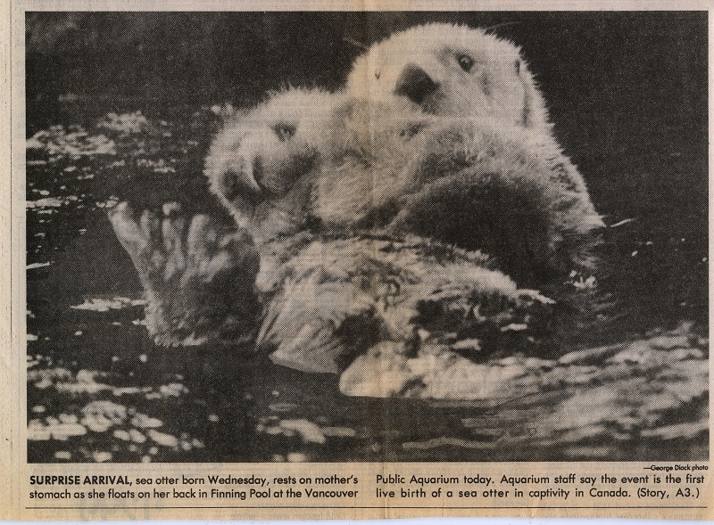 This 1983 Vancouver Sun article celebrates the birth of Clam Chops at the Vancouver Aquarium. Having opened their otter pool ten years earlier, Clam Chops was the first sea otter pup ever born in captivity in Canada. Reference Code: AM1287-S4