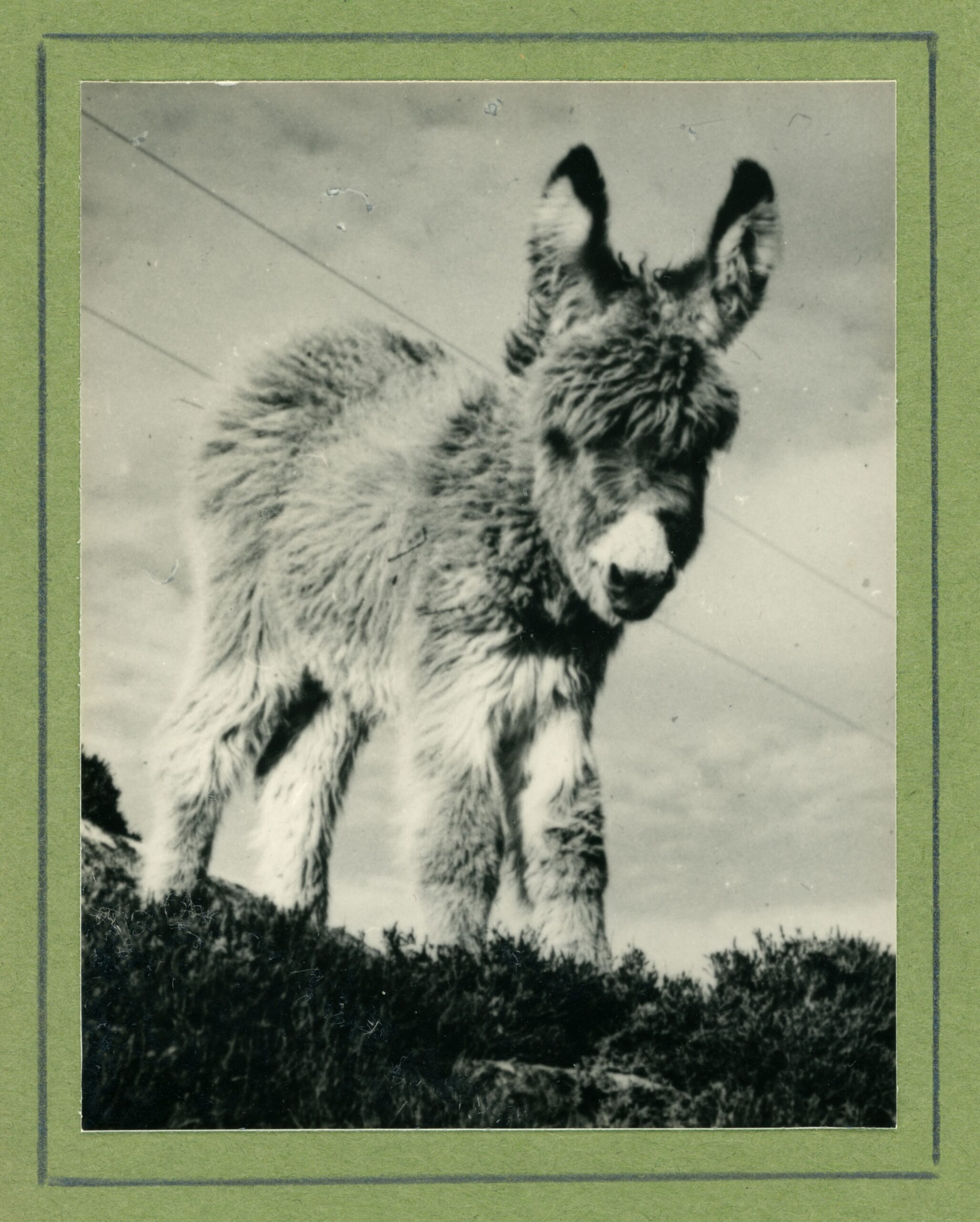 Front of holiday greeting card showing adorable donkey