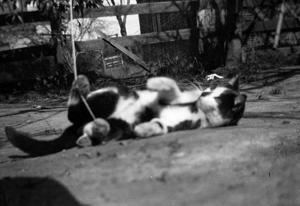 Cat playing with string in yard; Reference code: AM1477-2-S5---: CVA 1477-529.