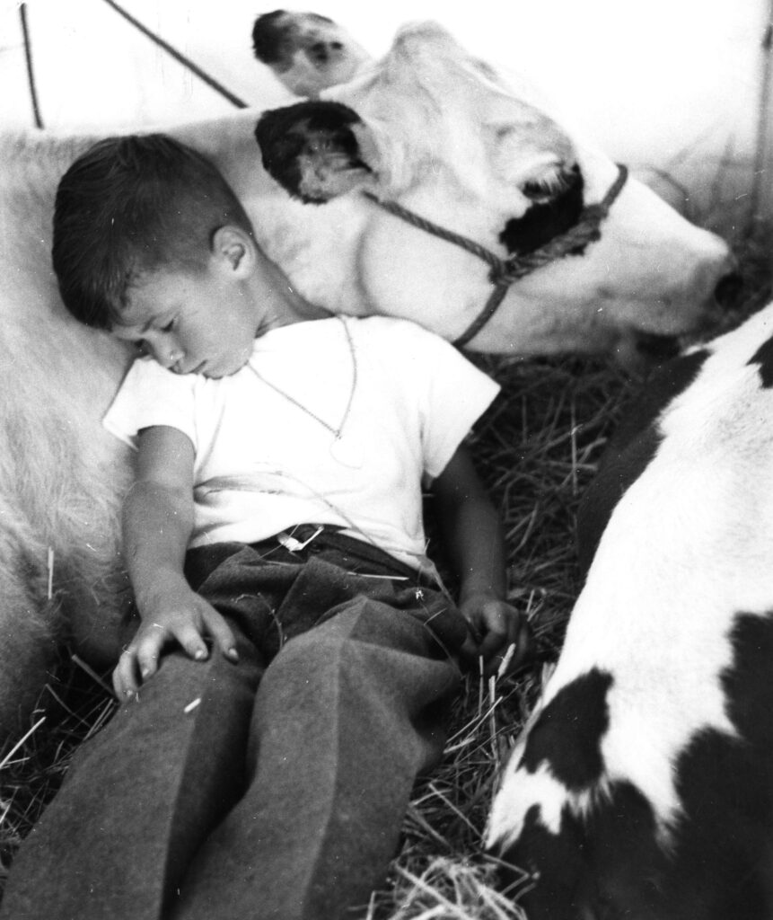 Boy sleeping beside calf. Reference Code: AM281-S8-: CVA 180-5423