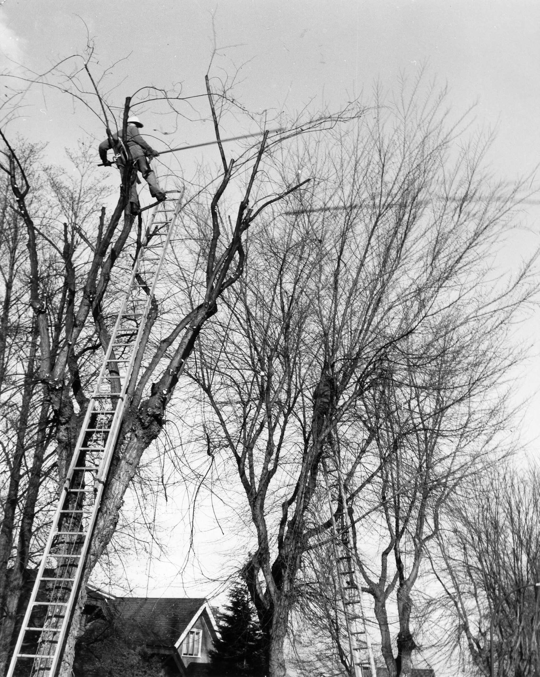 Maintaining trees along city streets, 1966. Reference code: VPK-S625-: CVA-0336
