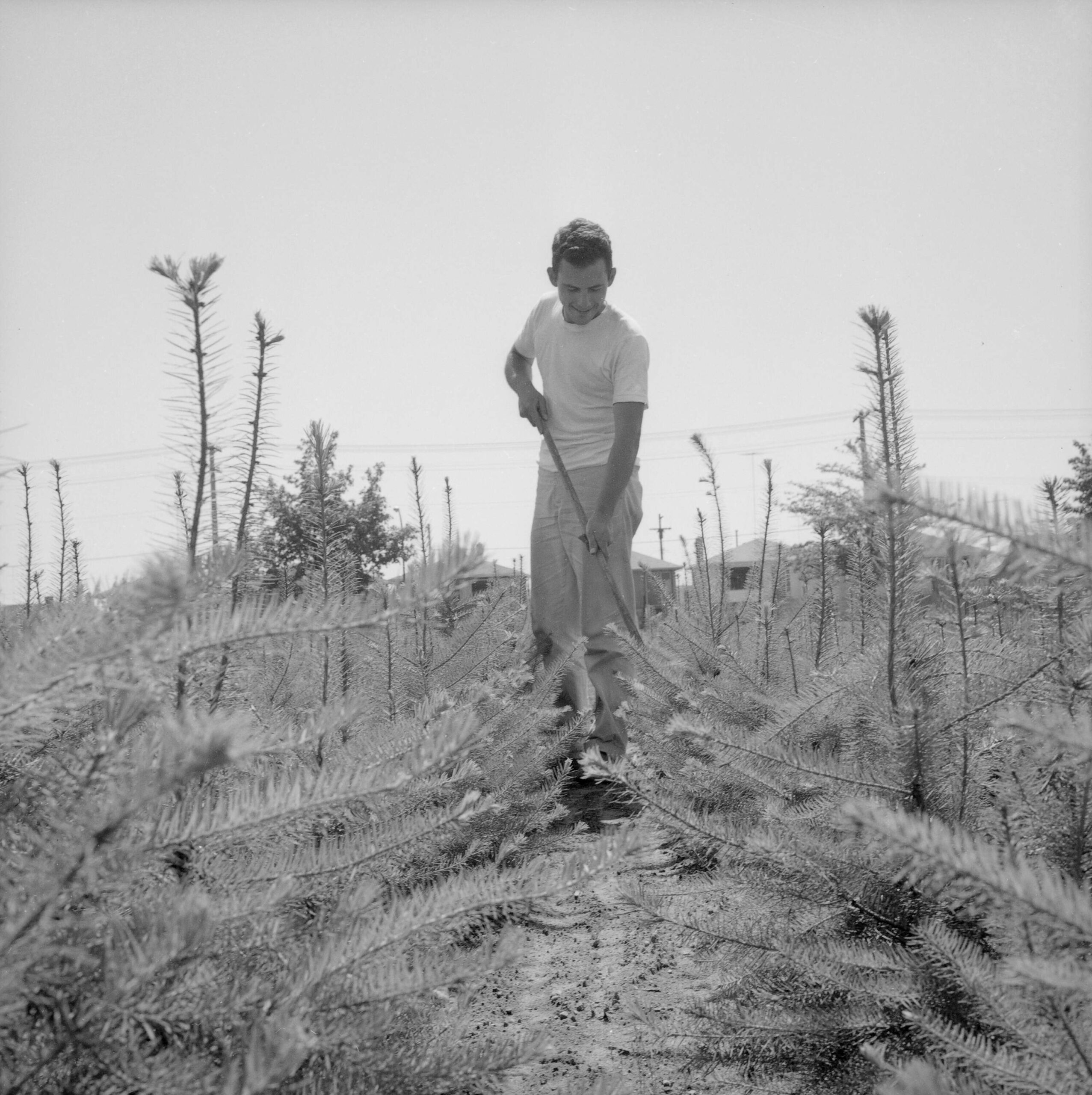 Tending fir tree seedlings at the Sunset Nursery, 1964. Reference code: VPK-S625-: CVA 392-0411