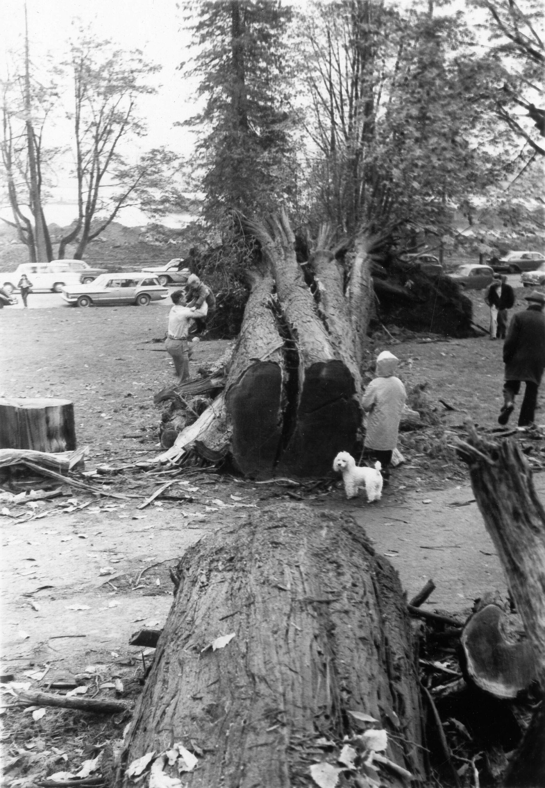 Cleaning up fallen trees following Typhoon Freda, 1962. Reference code: VPK-S625-: CVA 392-0527