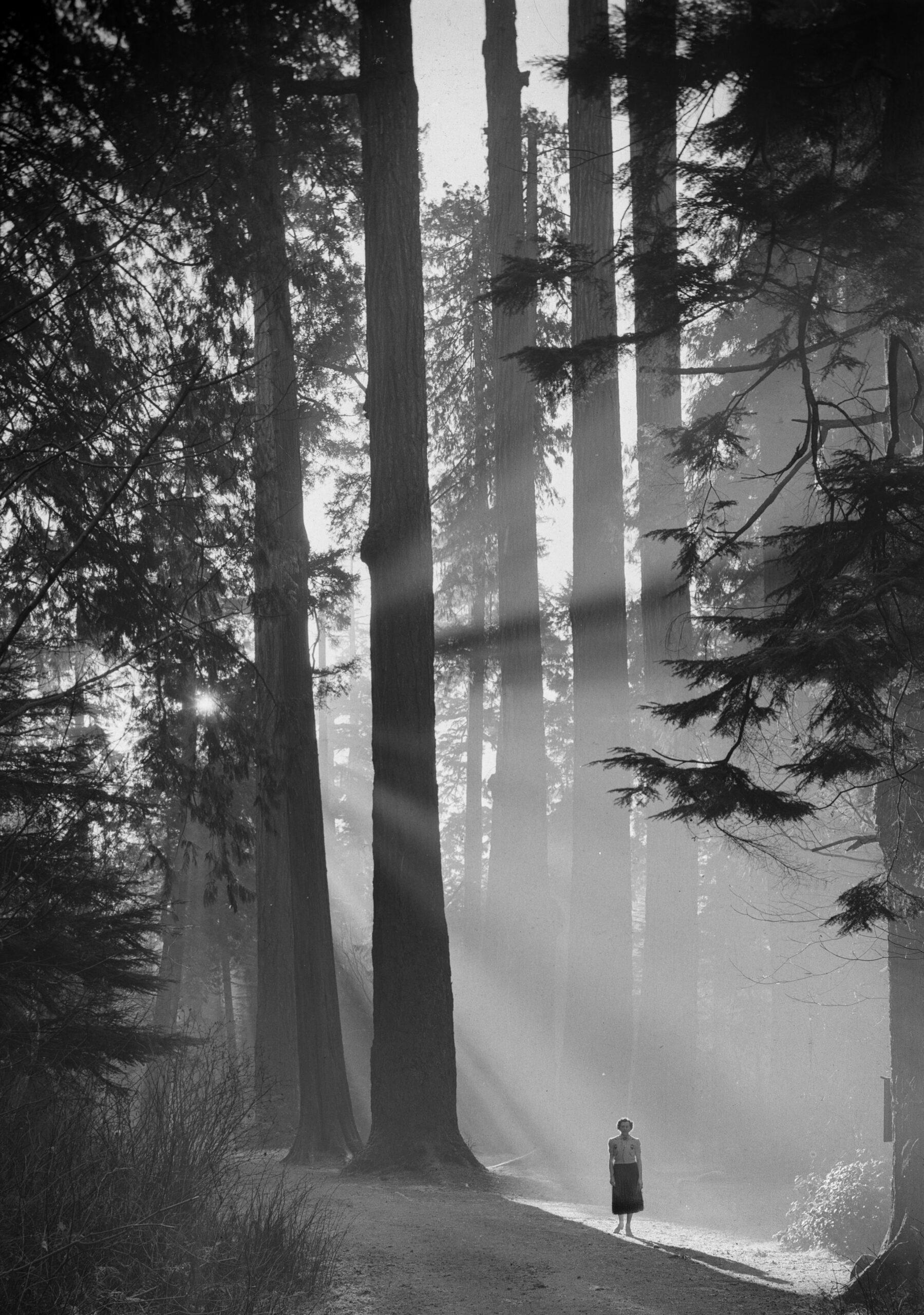 Included in card, a Don Coltman photograph of a woman standing amongst the Seven Sisters in Stanley Park, 1940. Image above is the digital representation of the negative in the Williams Bros. collection. Reference code: AM1545-S3-: CVA 586-4988