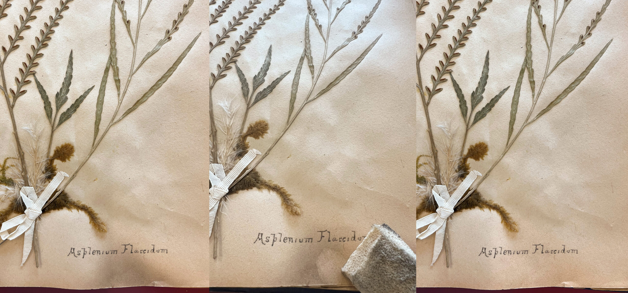 Heavy accumulation of surface dirt in the recessed pocket (cockling) on the Asplenium flaccidum page before (left), during (centre) and after (right) dry surface cleaning. Reference code: AM1444-: LEG4839.1-: LEG4839.1.22