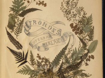 Title page of Frondes superbae Zealandia : Our garden ferns. Reference code: AM1444-: LEG4839.1-: LEG4839.1.03