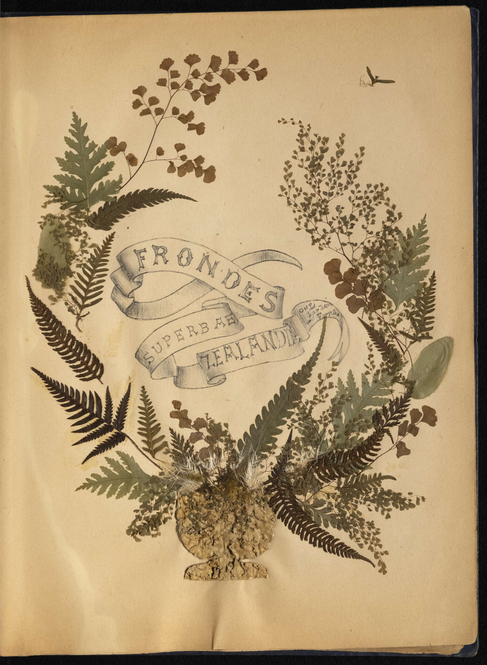 Title page of Frondes superbae Zealandia : Our garden ferns. Reference code: AM1444-: LEG4839.1-: LEG4839.1.03