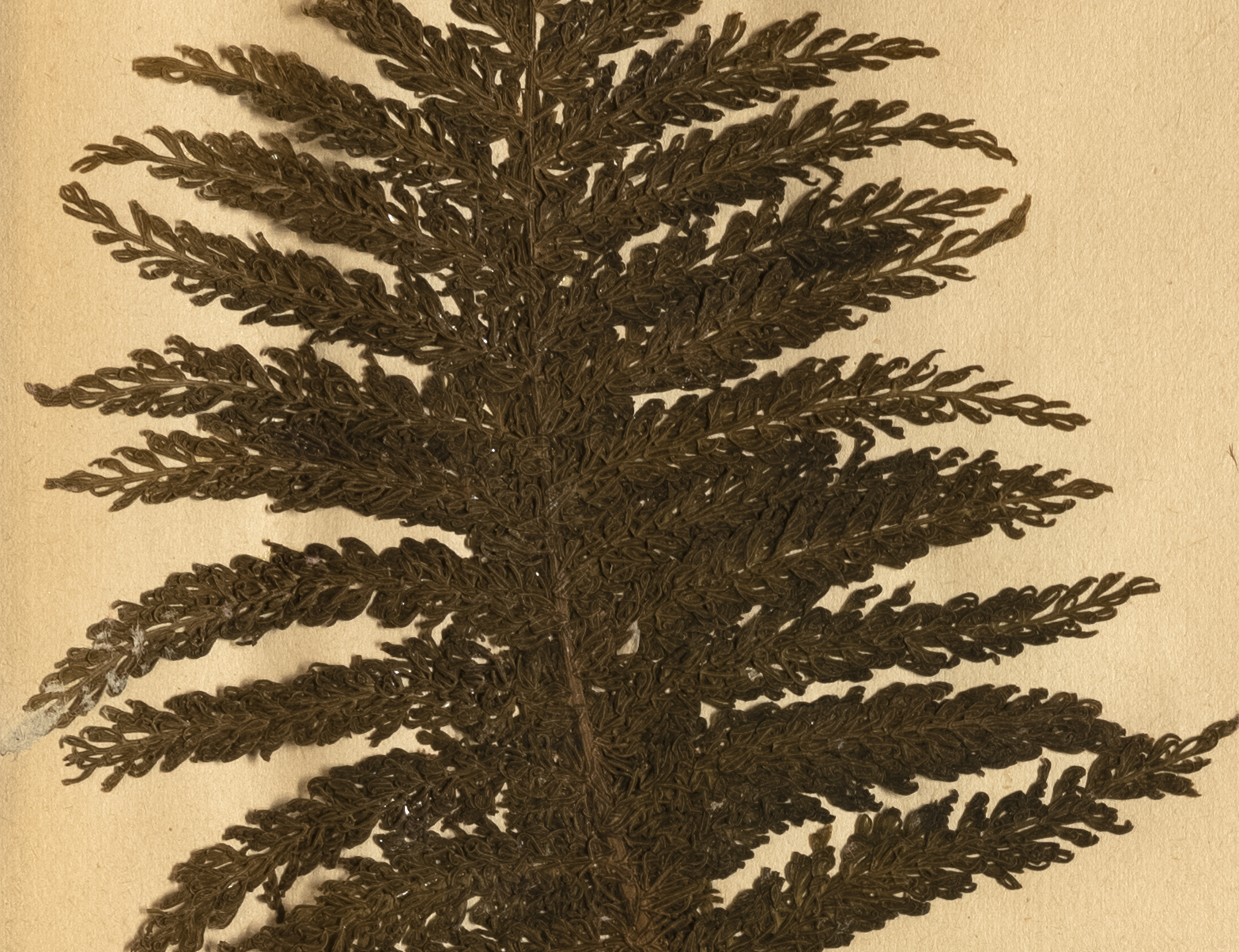 Detail from Todea superba [Leptopteris superba]. Reference code: AM1444-: LEG4839.1-: LEG4839.1.05