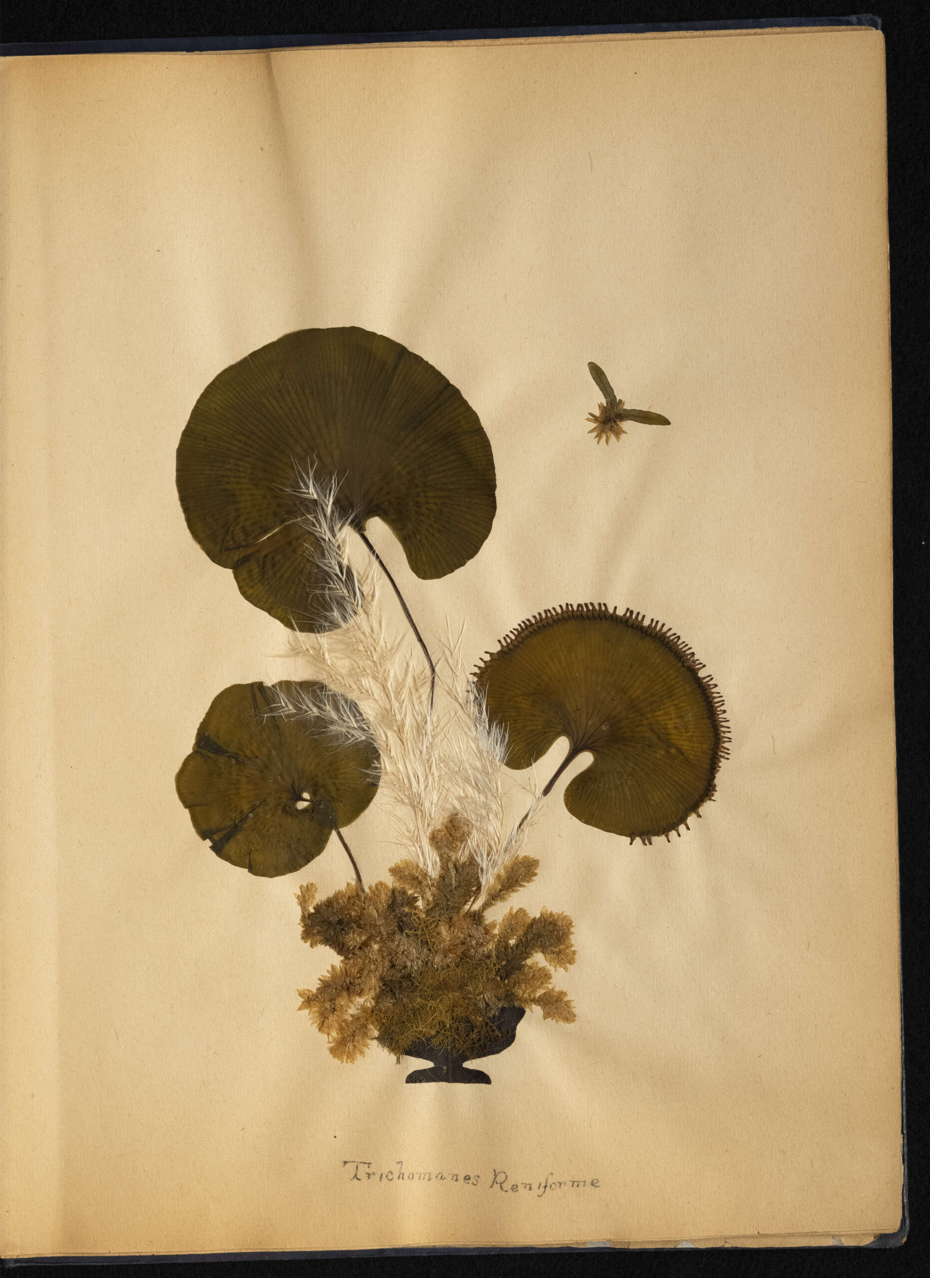 The lily-pad like Trichomanes reniforme. Reference code: AM1444-: LEG4839.1-: LEG4839.1.18