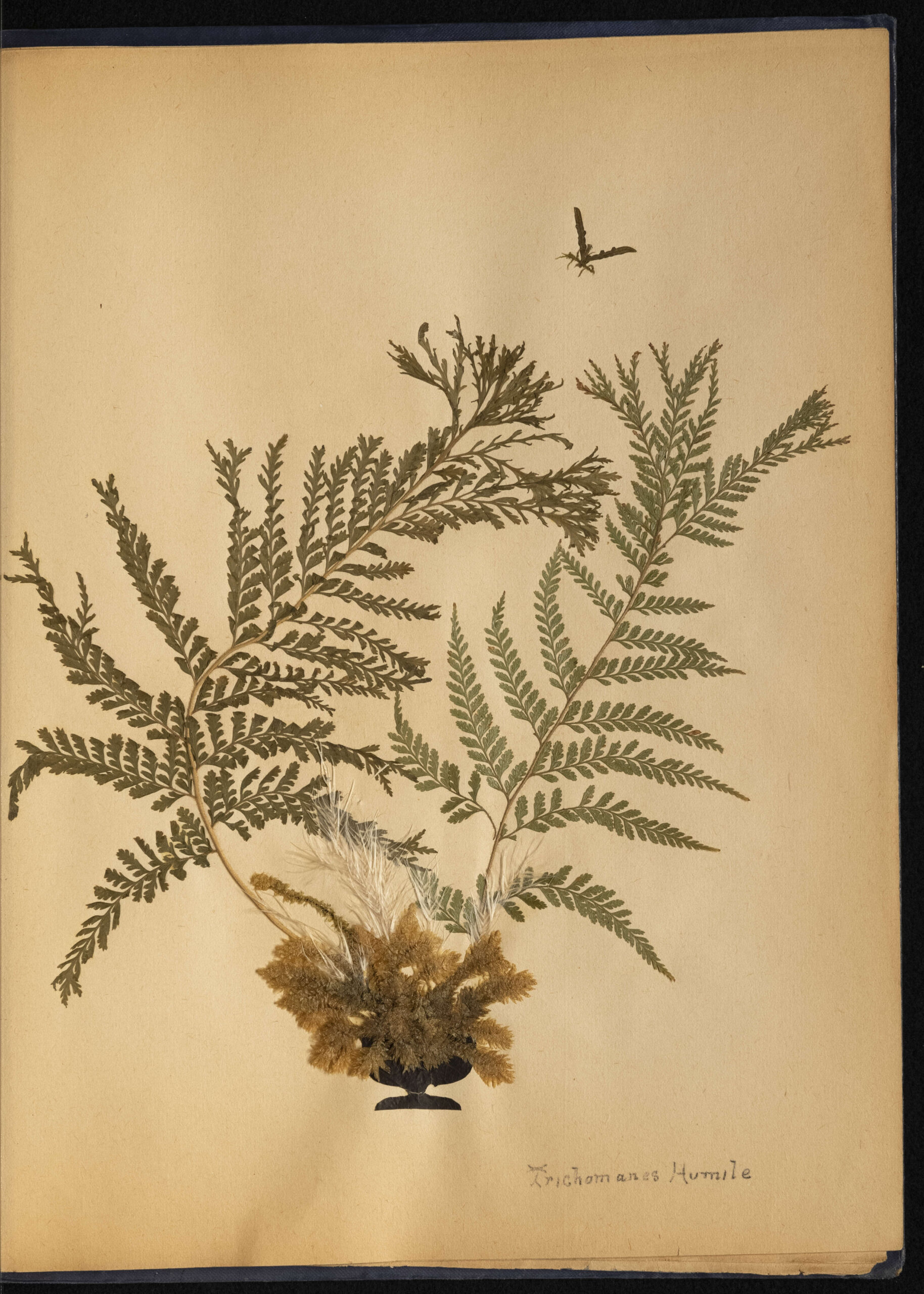 Trichomanes humile. Reference code: AM1444-: LEG4839.1-: LEG4839.1.34