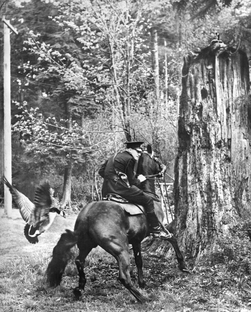 A goose chasing a constable on a horse, photographer Ray Munro. Reference Code: AM54-S4-: St Pk P252.1