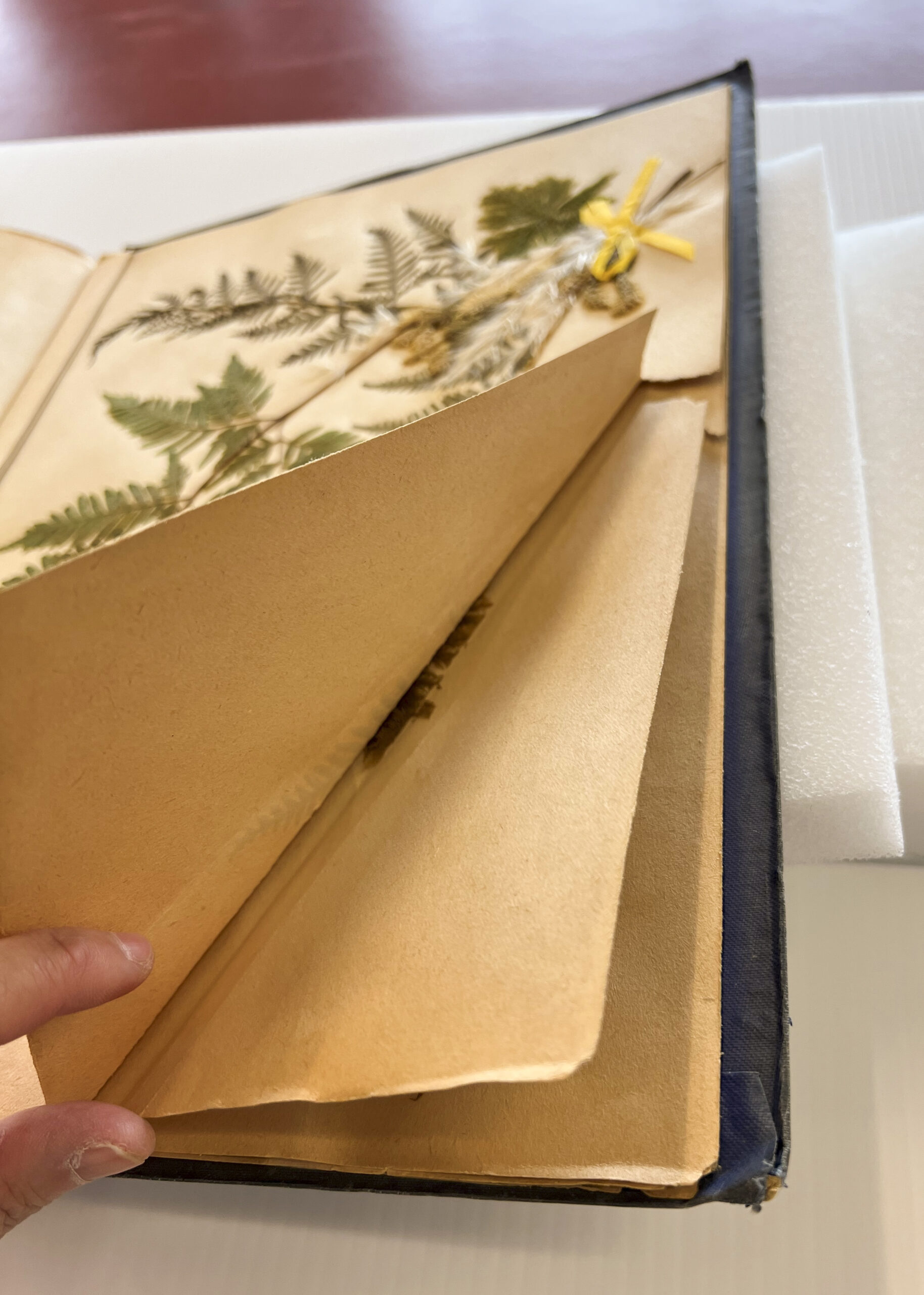 Large tear on the Lomaria dura ferbile page before treatment caused by poor handing. Reference code: AM1444-: LEG4839.1-: LEG4839.1.39